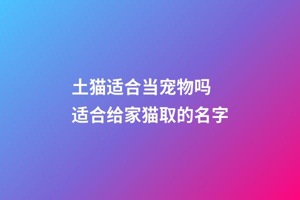 土猫适合当宠物吗 适合给家猫取的名字